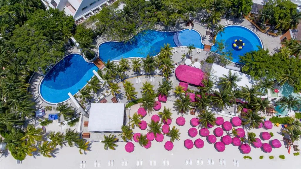 Oasis Palm: another view